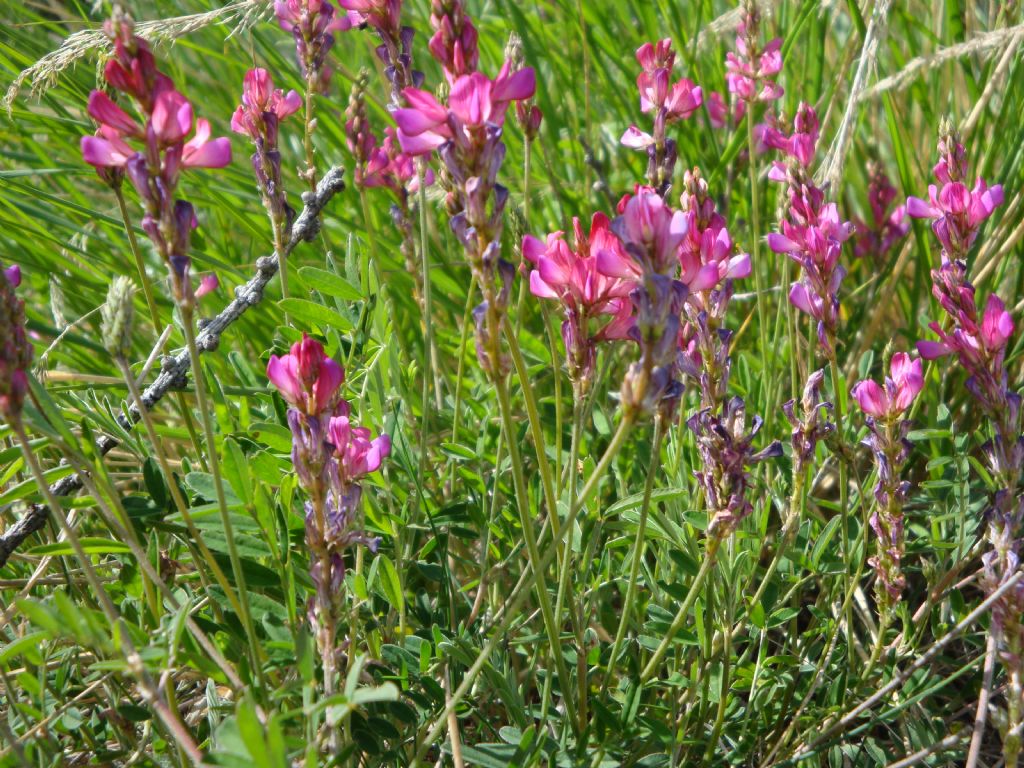 Onobrychis sp.  (Fabaceae)